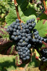 A cluster of the French grape variety Tannat. Doris Schneider, Julius Kühn-Institut (JKI), Federal Research Centre for Cultivated Plants, Institute for Grapevine Breeding Geilweilerhof - 76833 Siebeldingen, GERMANY