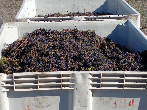 Harvested grapes at David Hill Vineyards
