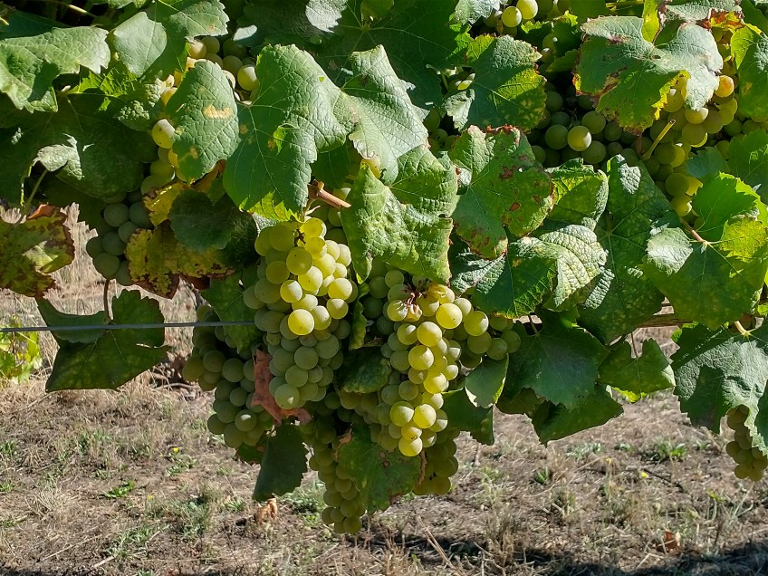 Wine grapes at David Hill Vineyards