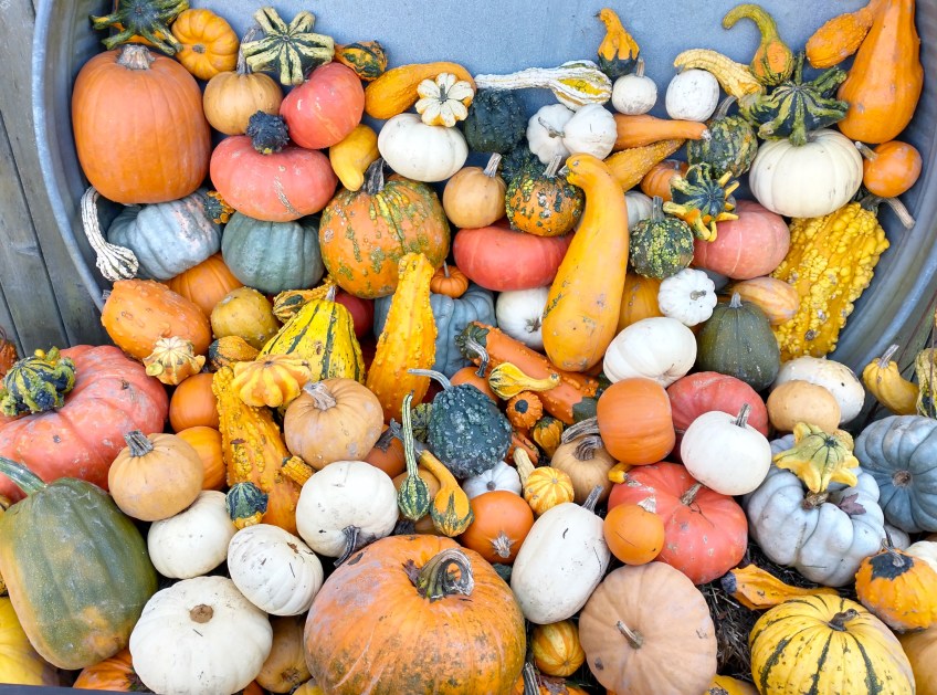a festival of gourds
